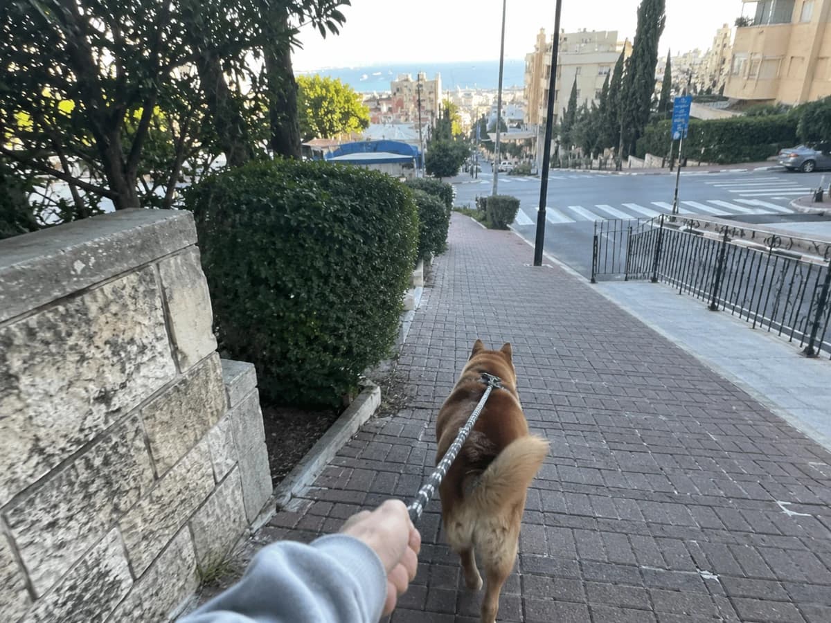 A person walking a dog and remembering tasks in the middle of the day